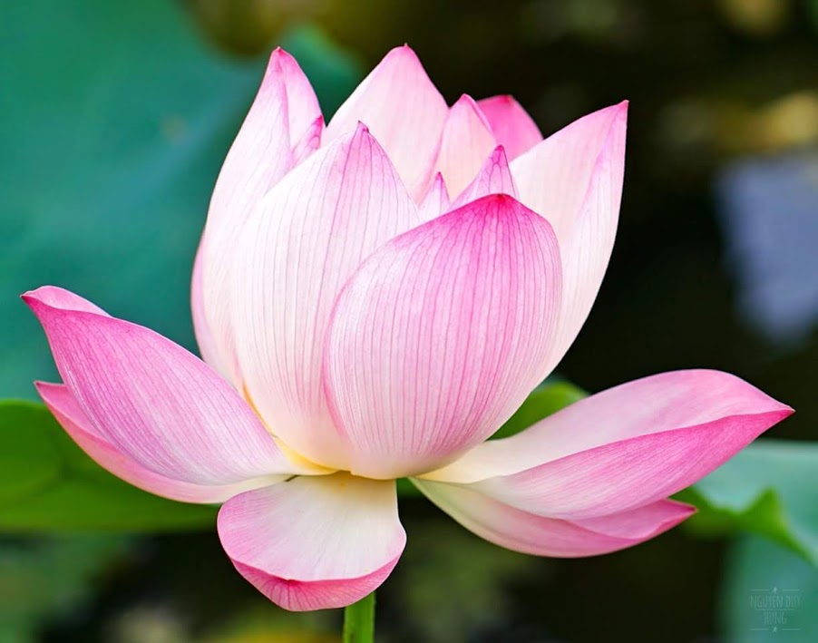 LOTUS TEA IN VIETNAM